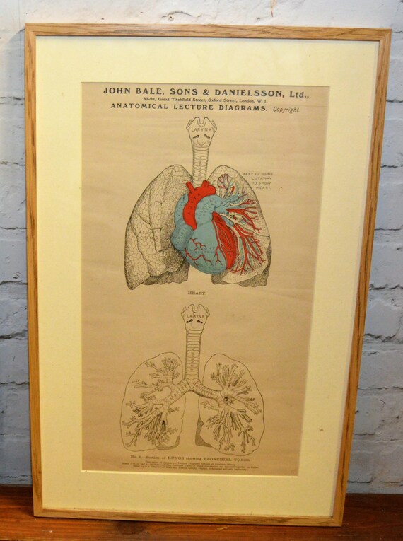 Medical Wall Charts