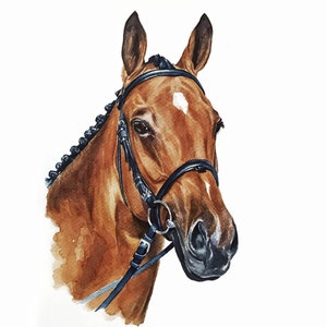 Ritratto di cavallo dipinto su misura Dipinto commemorativo di cavallo Vero acquerello Regalo per addestratore di cavalli Decorazione equestre per la casa Ritratto equino Disegno di cavallo