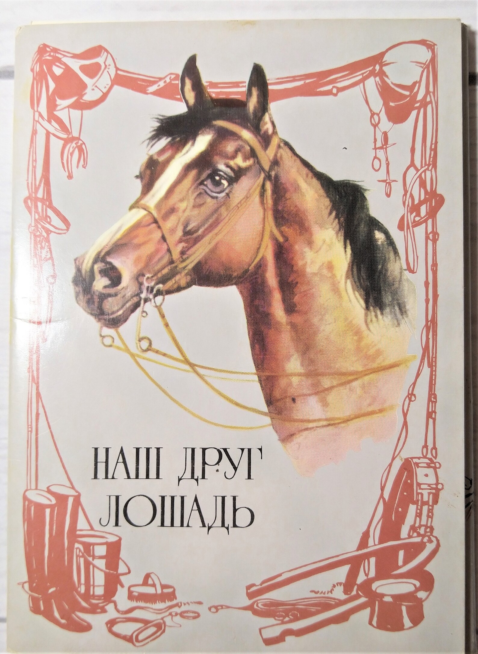 Дружба животные. Смешные лошади. Лучший друг кони. Забавные лошадки. Открытки с лошадьми.