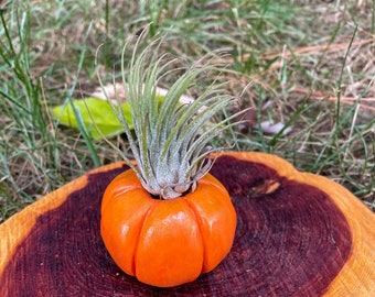 Tiny Pumpkin Plant Holder - Air Plant Pot - Pumpkin Decor - Plant Lover Gift