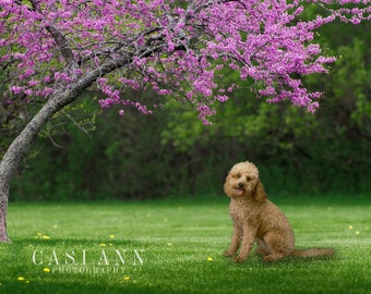 Spring Tree and Dandelions Digital Photography Backdrop Background