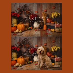 May include: A brown and white dog sits in front of a fall-themed backdrop. The backdrop features pumpkins, gourds, sunflowers, and a wooden sign with the text "Casiann Photography".