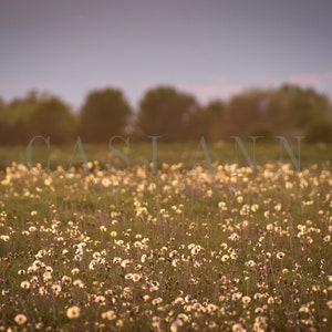 Glowing Field Digital Photography Backdrop Background