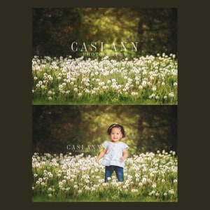 Dandelion Field and Forest Digital Photography Backdrop Background