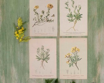 Set di 4 stampe botaniche fiori gialli e bianchi