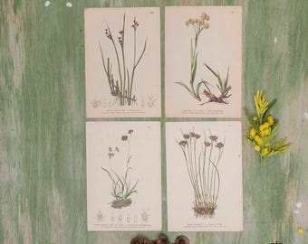 Set di 4 stampe botaniche fiori marroni, giallo, grigio