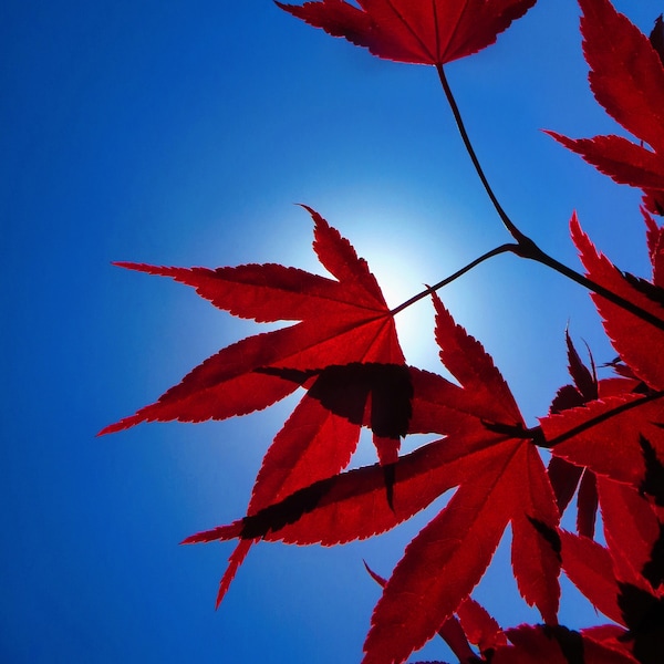 Original Photography - Red Japanese  Maple Tree Leaves Print - Leaves Wall Art