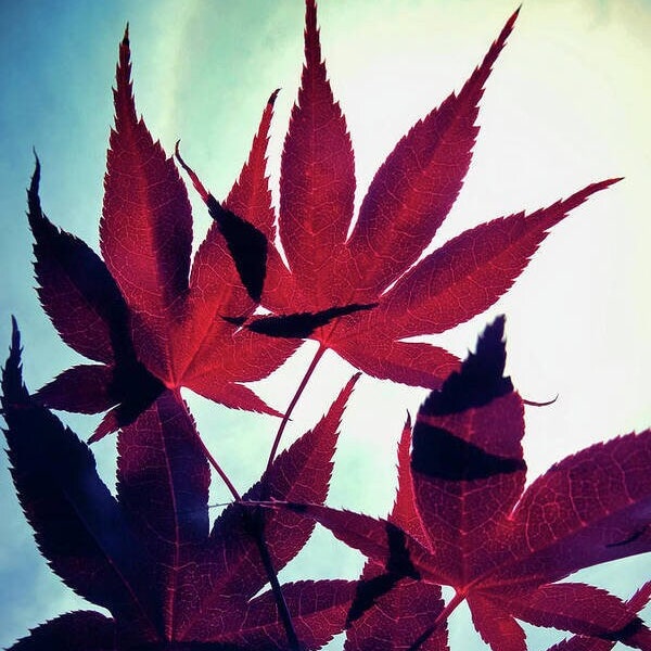Original Photography Red Japanese Maple Tree Leaves