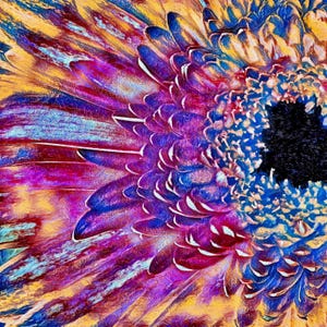 Gerbera Daisy Photograph - Macro Gerbera Daisy Print - Gerbera Daisy Photograph/Art - Floral Wall Art