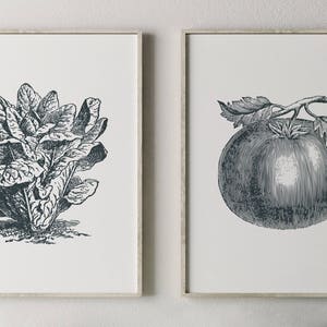 May include: Two black and white vintage illustrations of vegetables. The first image shows a bunch of leafy greens. The second image shows a tomato on a vine.