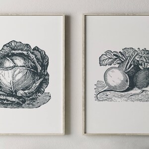 May include: Two black and white vintage illustrations of vegetables. The first image shows a cabbage with a detailed drawing of the leaves. The second image shows two turnips with leaves.