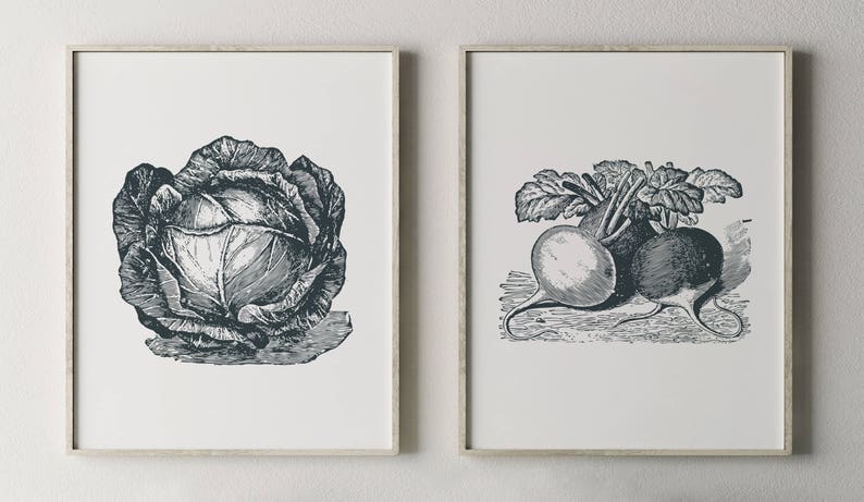 May include: Two black and white vintage illustrations of vegetables. The first image shows a cabbage with a detailed drawing of the leaves. The second image shows two turnips with leaves.