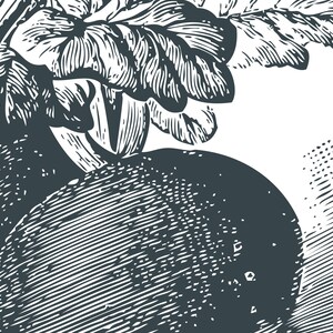 May include: A black and white illustration of a turnip with leaves.