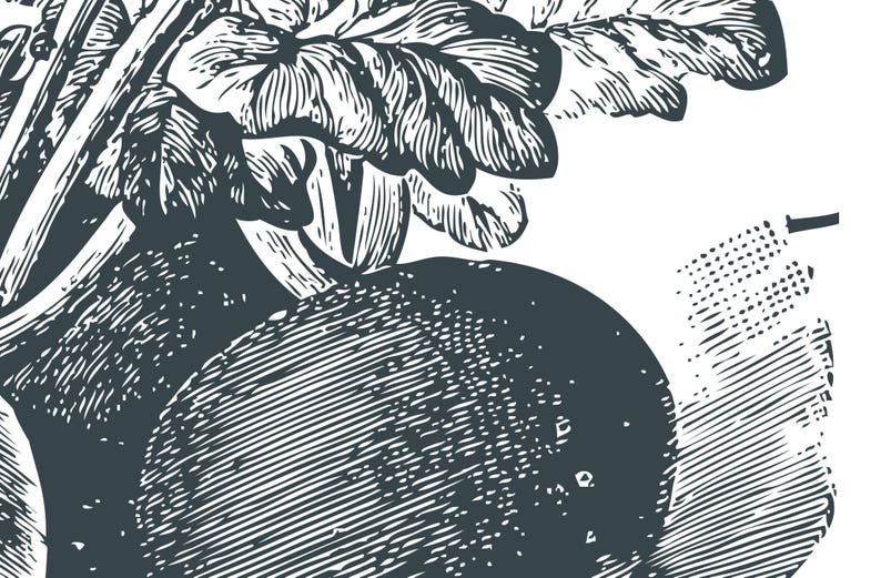 May include: A black and white illustration of a turnip with leaves.