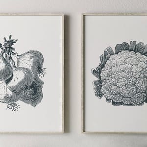 May include: Two black and white illustrations of vegetables. The first illustration shows a bunch of onions. The second illustration shows a head of cauliflower.