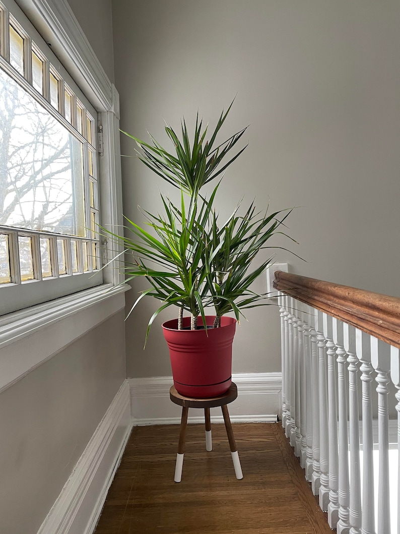 Introducing our modern three-leg wood stool, a versatile addition to your decor. This indoor plant stand doubles as a plant riser, combining style and function seamlessly. Perfect for your indoor plants and home ambiance.
