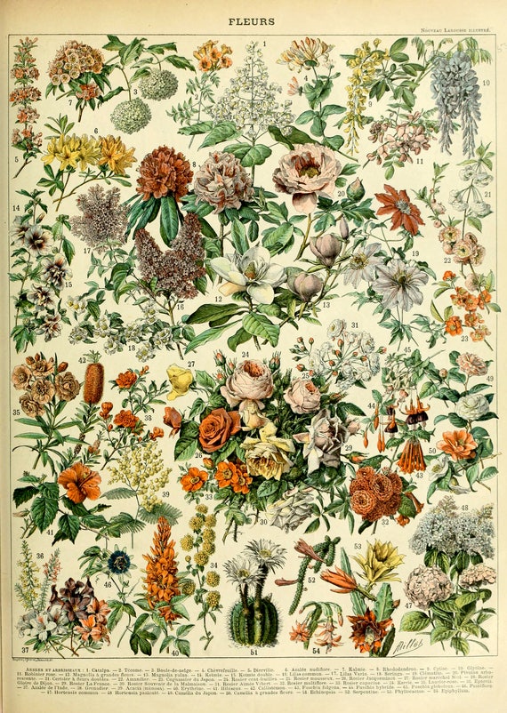 Vintage Botanical French Poster Flower Specimen Illustration | Etsy