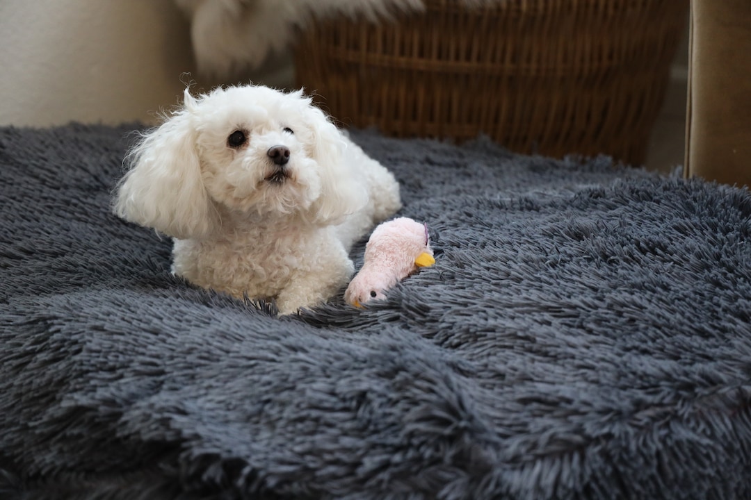 Large Dog Bed Cover Fitted Sheets for Your Round Costco Pet Beds Washable Gray Etsy