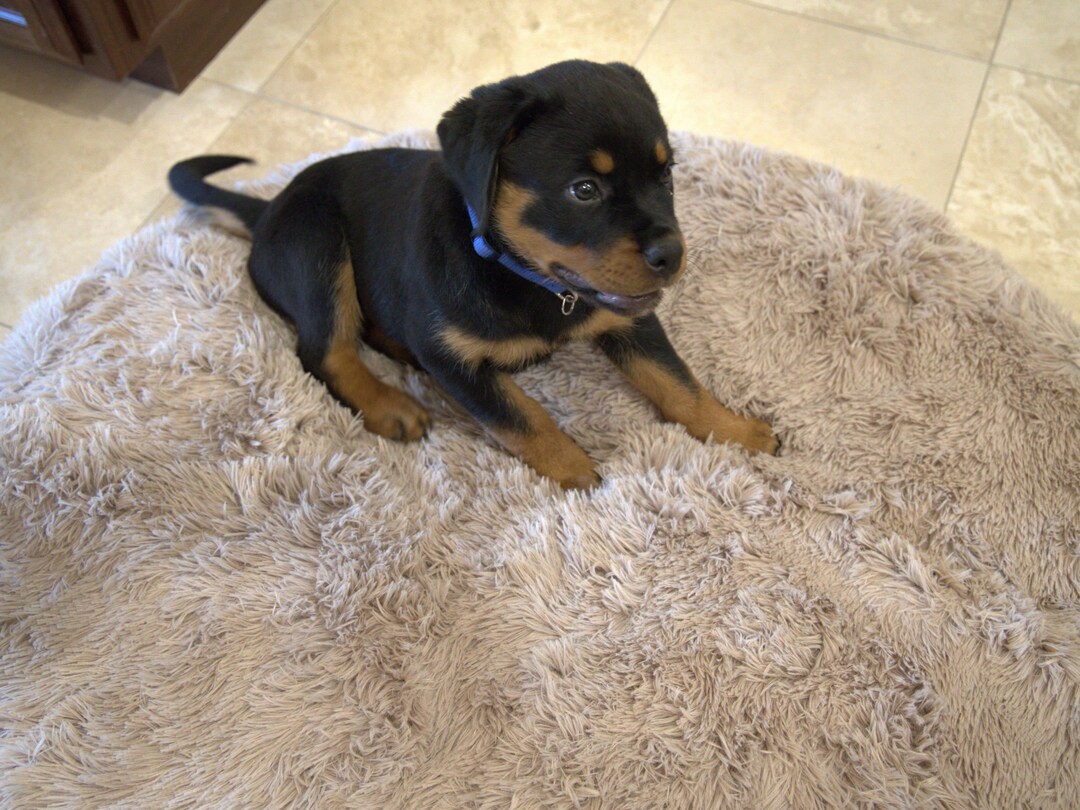 Dog Bed Cover Large Fitted Sheets for Your Round Costco Pet Etsy