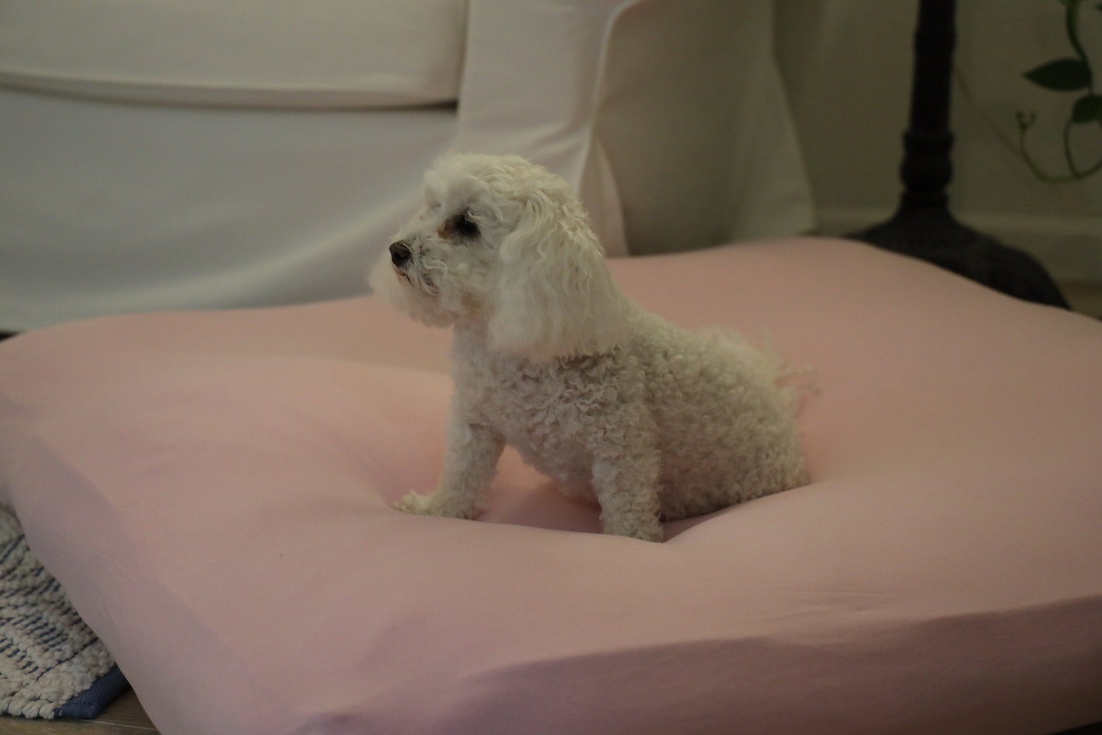 Large Dog Bed Cover Fitted Sheets for your Square Costco Pet Etsy