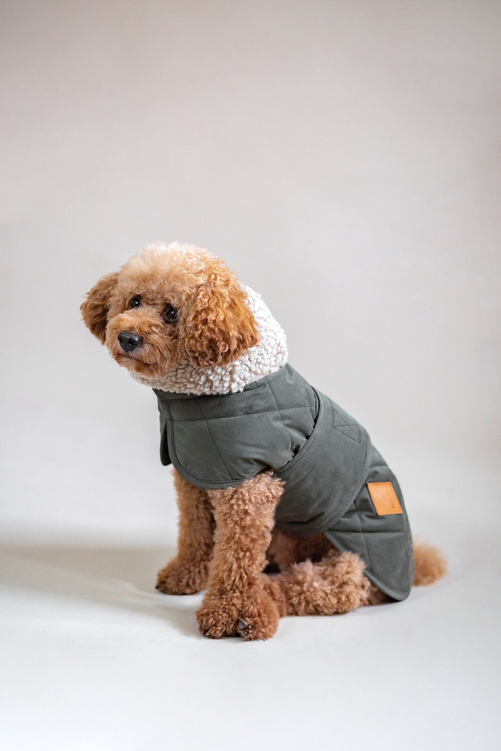 dogs woolen clothes
