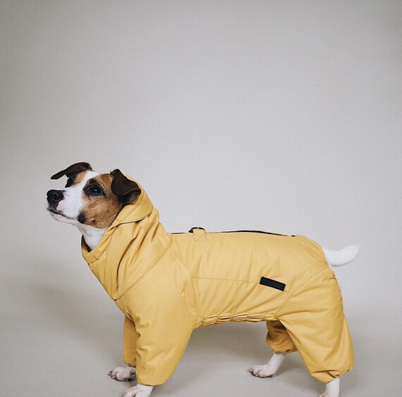 yellow dog jacket