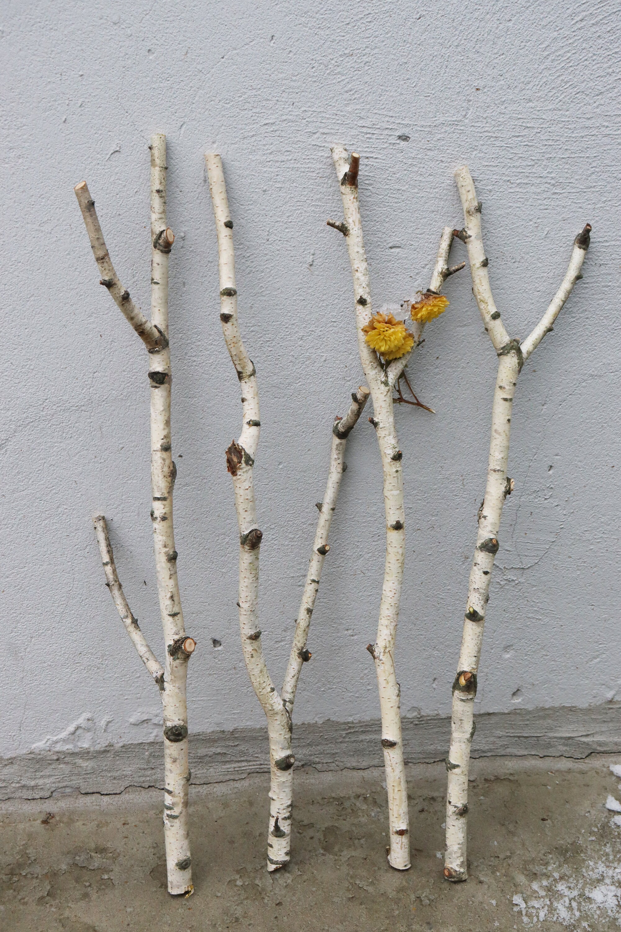 Set of 4 Birch Branches 22 White Natural Birch Logs Etsy