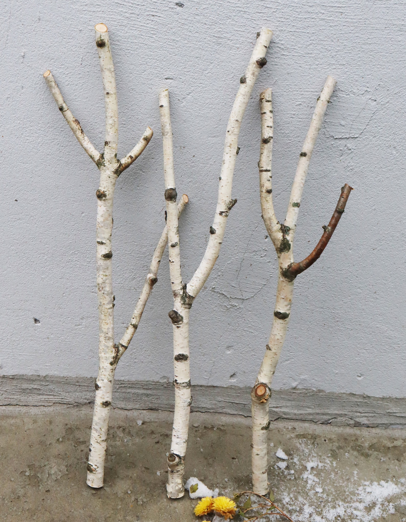 Natural Birch Branches 21 Set of 3 White Birch Sticks Etsy