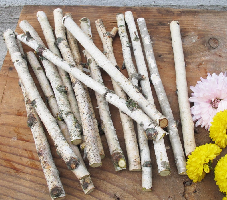 Set of 7 Small Birch Sticks 6 White Birch Branches Etsy