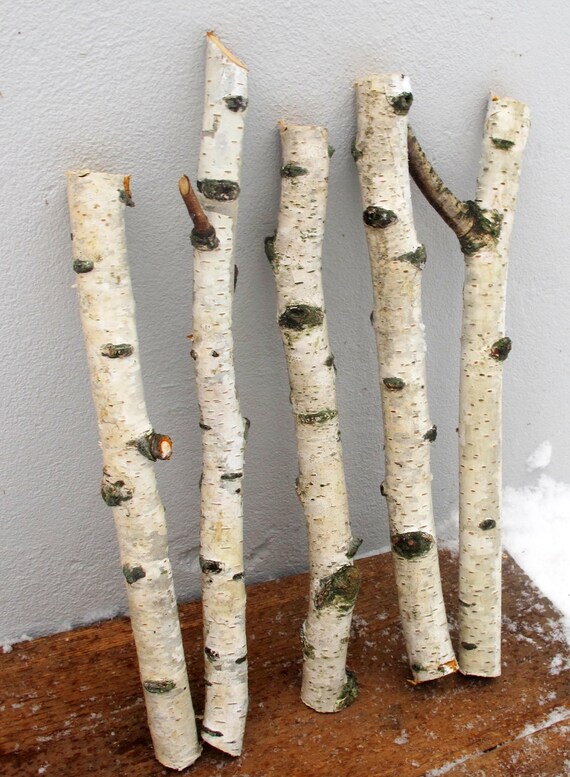 4 Natural Birch Branches 20mm Birch Sticks 13.5 Birch Etsy