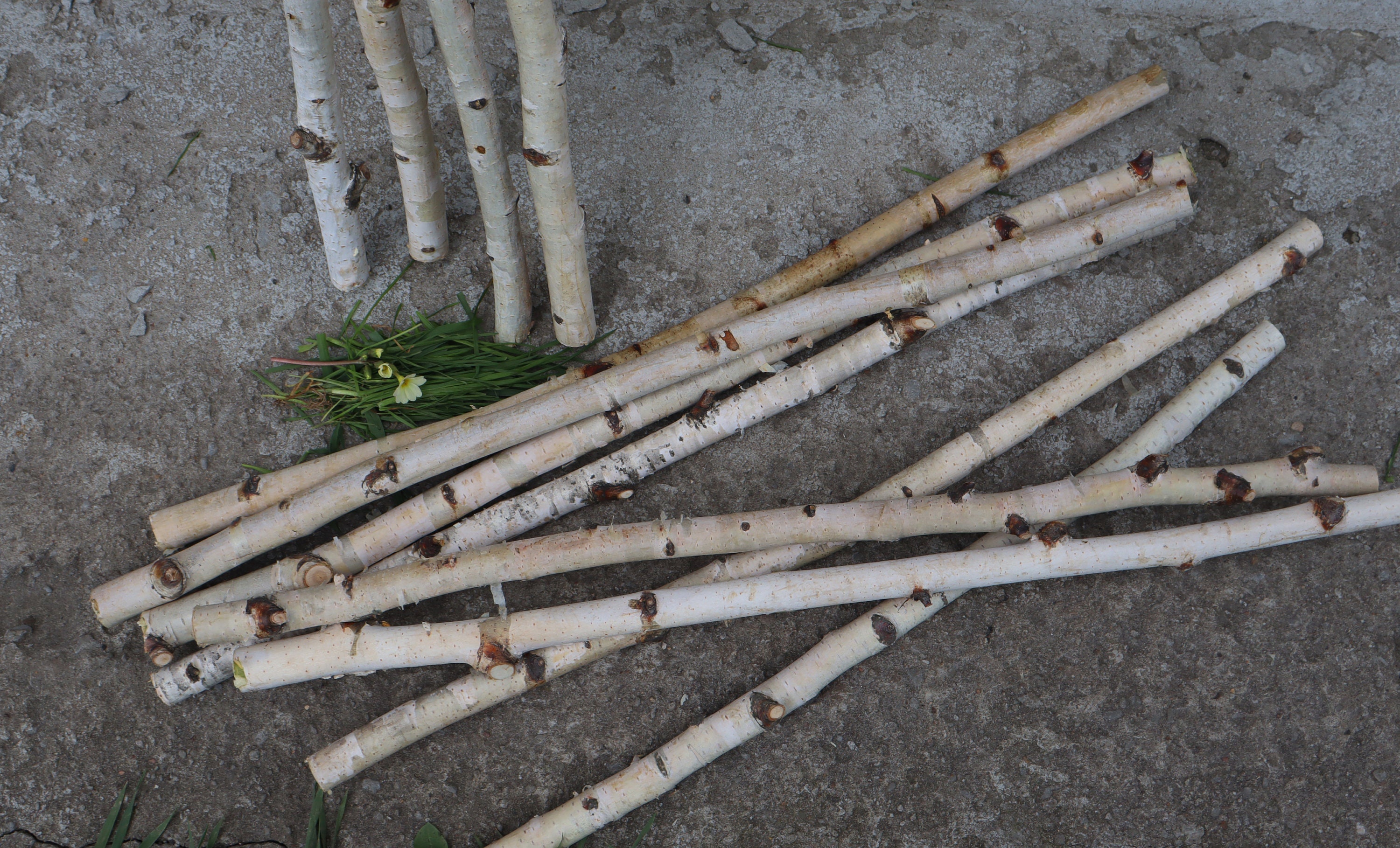 Set of 4 Birch Branches 20 White Natural Birch Tree Etsy