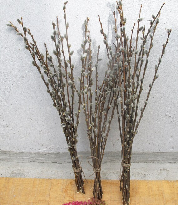 tight-dried-pussy-willow-branches-for-sale-videos