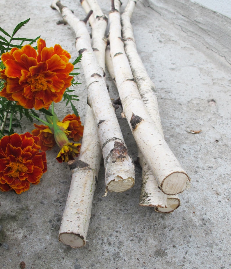 Set of 4 Birch Branches 20 White Natural Birch Tree Etsy