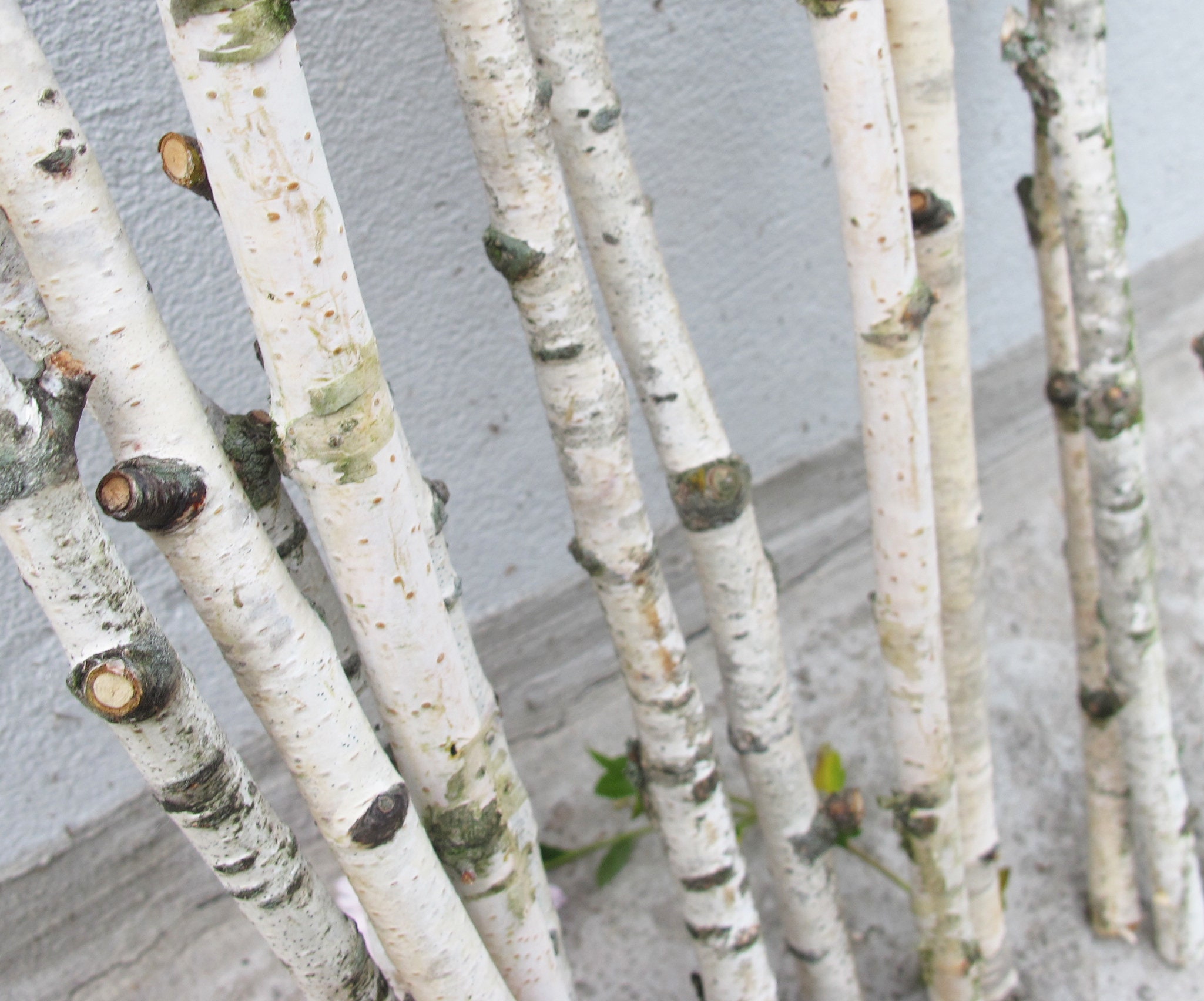 White Birch Branches 6 Thin Birch Sticks Real Birch Twigs Etsy