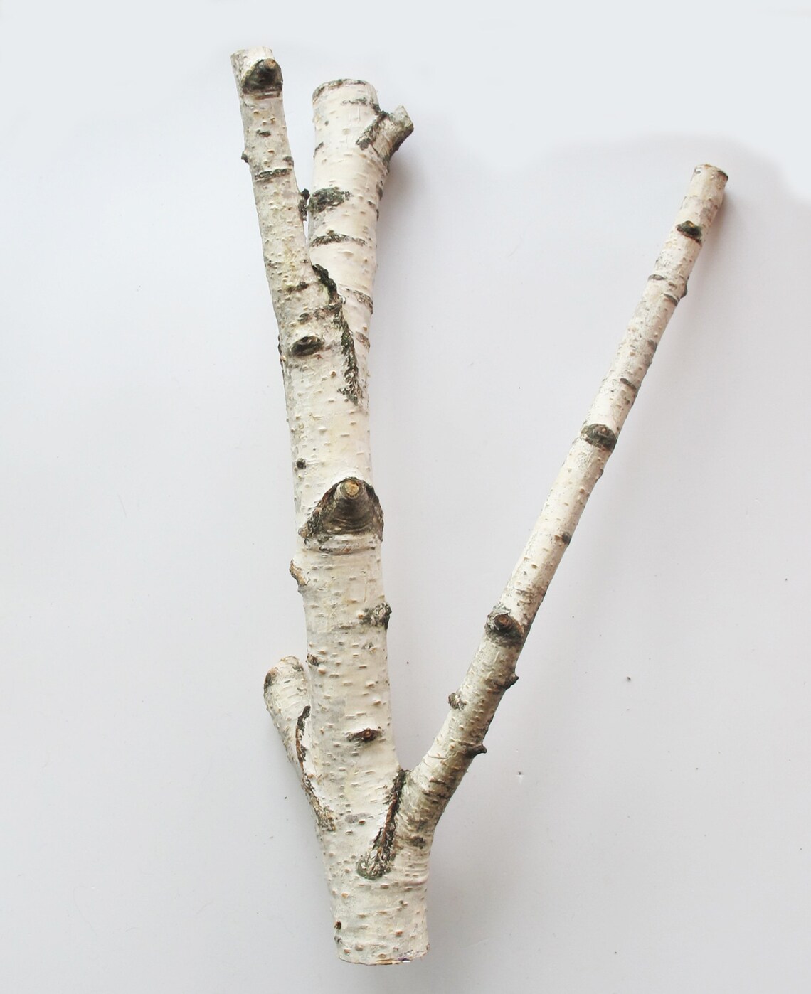 White Birch Branch Naural Birch Twig Forest Decor Etsy