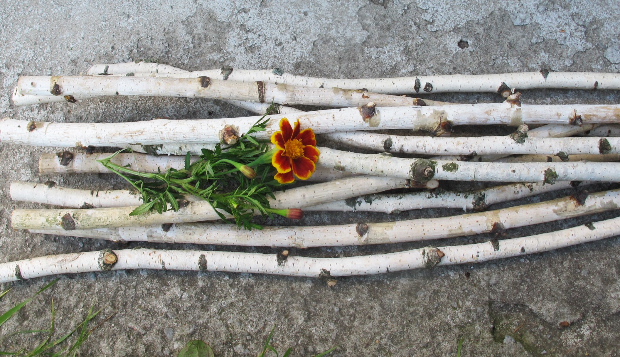 White Birch Branches 6 Thin Birch Sticks Real Birch Twigs Etsy