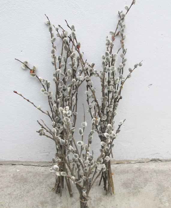 Dried pussy willow branches for sale — img 13