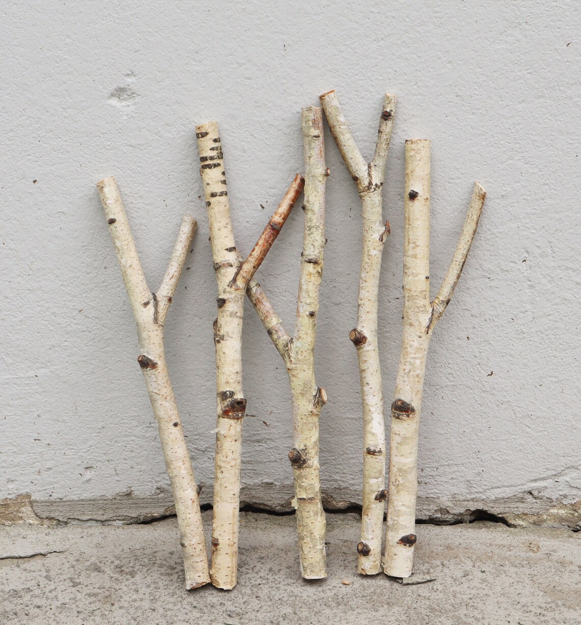 Forked Birch Branches Set of 5 White Birch Sticks 12 Etsy