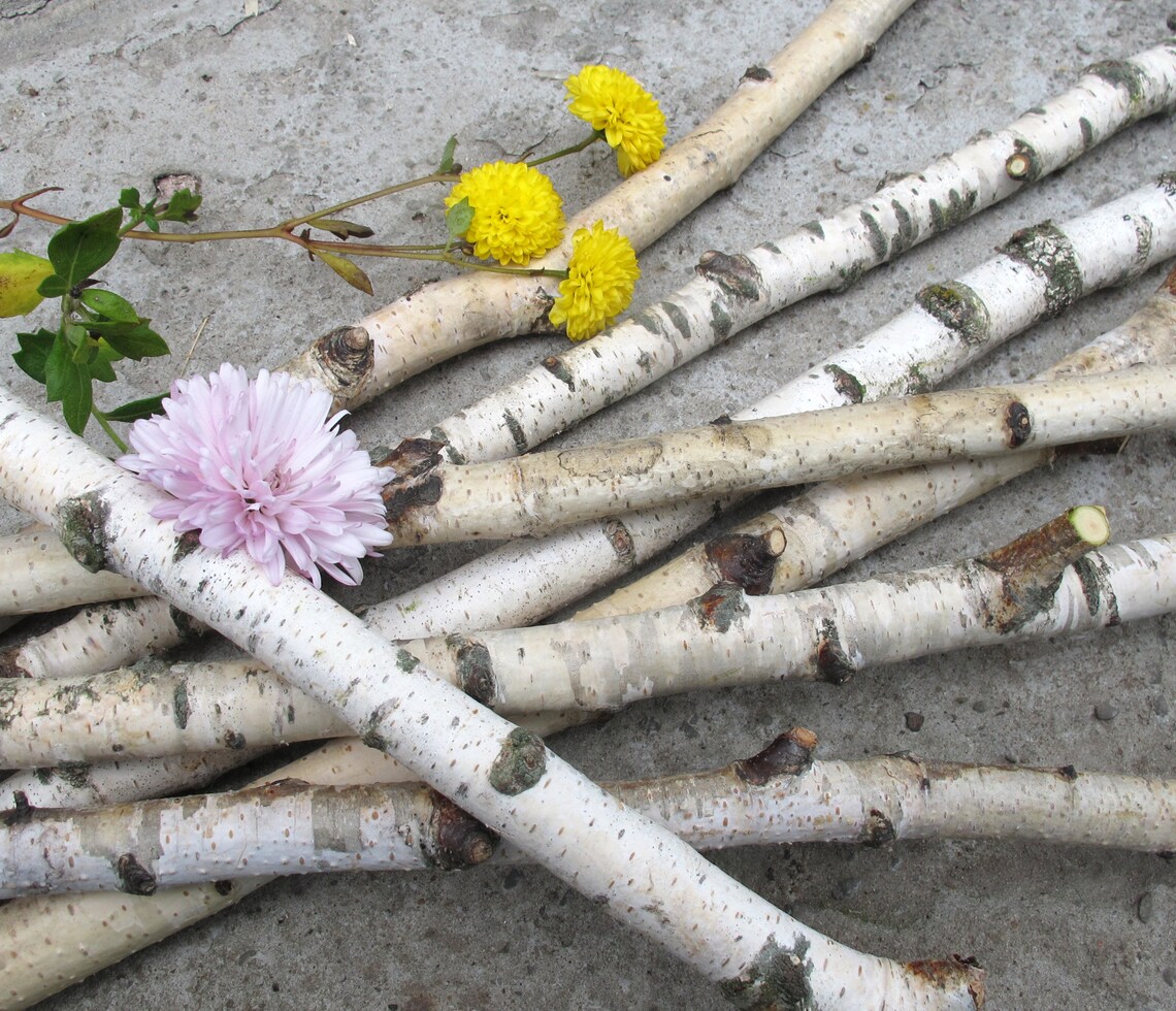 Set of 4 Birch Branches 20 White Natural Birch Tree Etsy