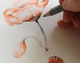 Botanical Flower Art, Orange Blossom Flower Drawing, Gift For Her, Turquoise Border Art, Flower Wild Life, Blossom Artwork, Orange Artworks