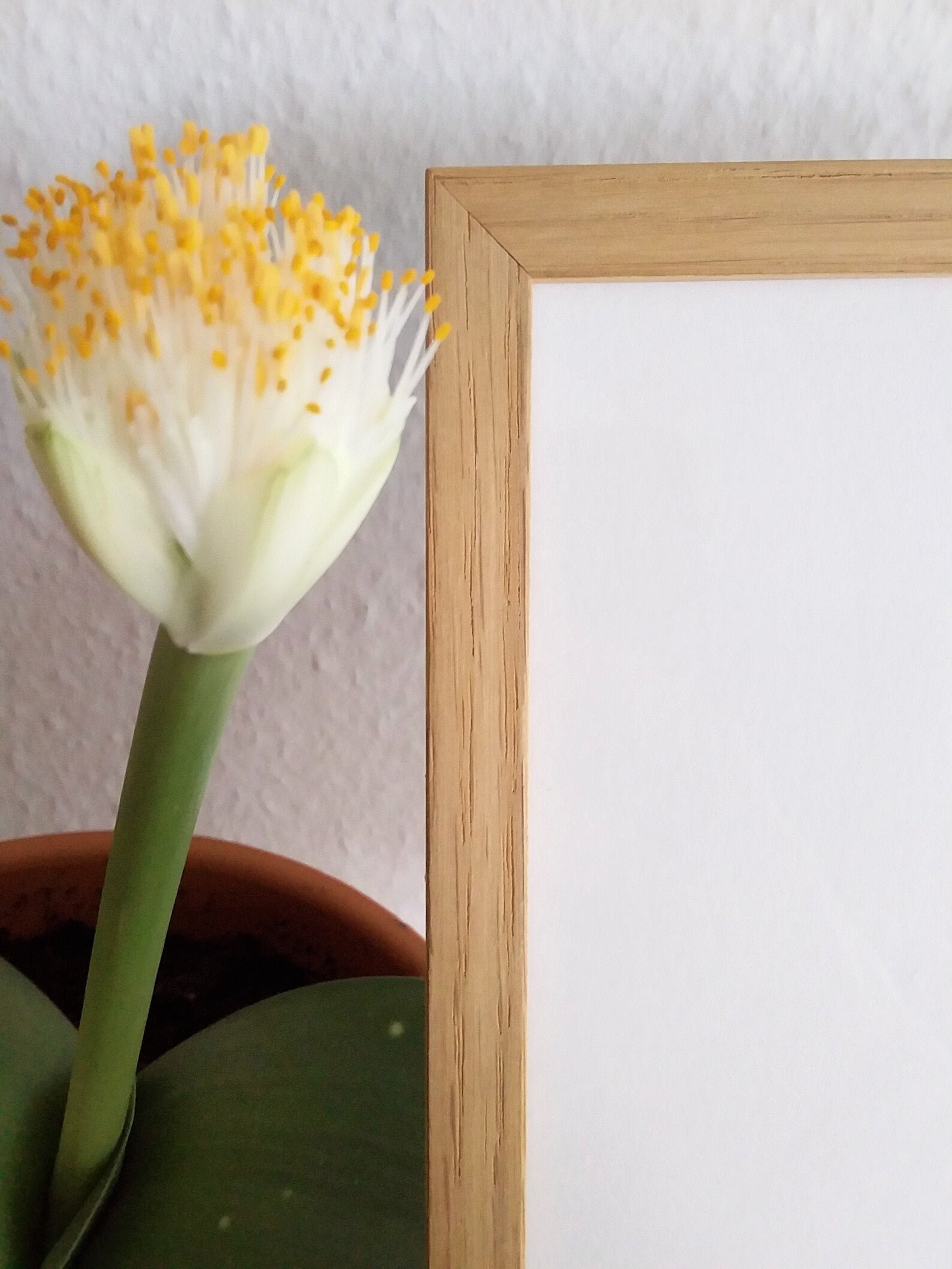 Frame Light Wood Frame Light Oak Wood Oak Art Accessory Etsy