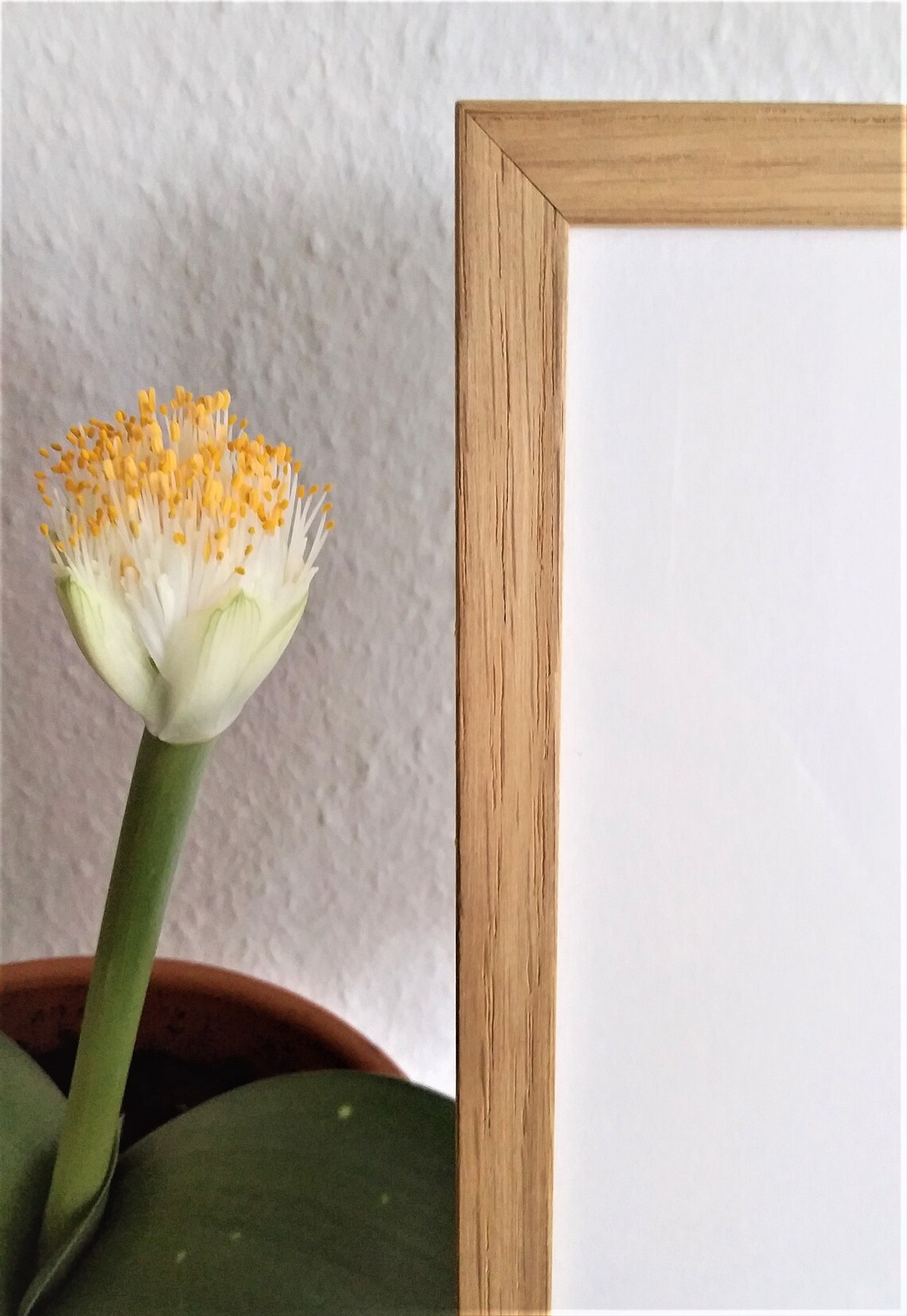 Frame Light Wood Frame Light Oak Wood Oak Art Accessory Etsy