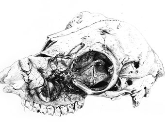 Sheep Skull | Biro | Skull | Print | 7x5inch