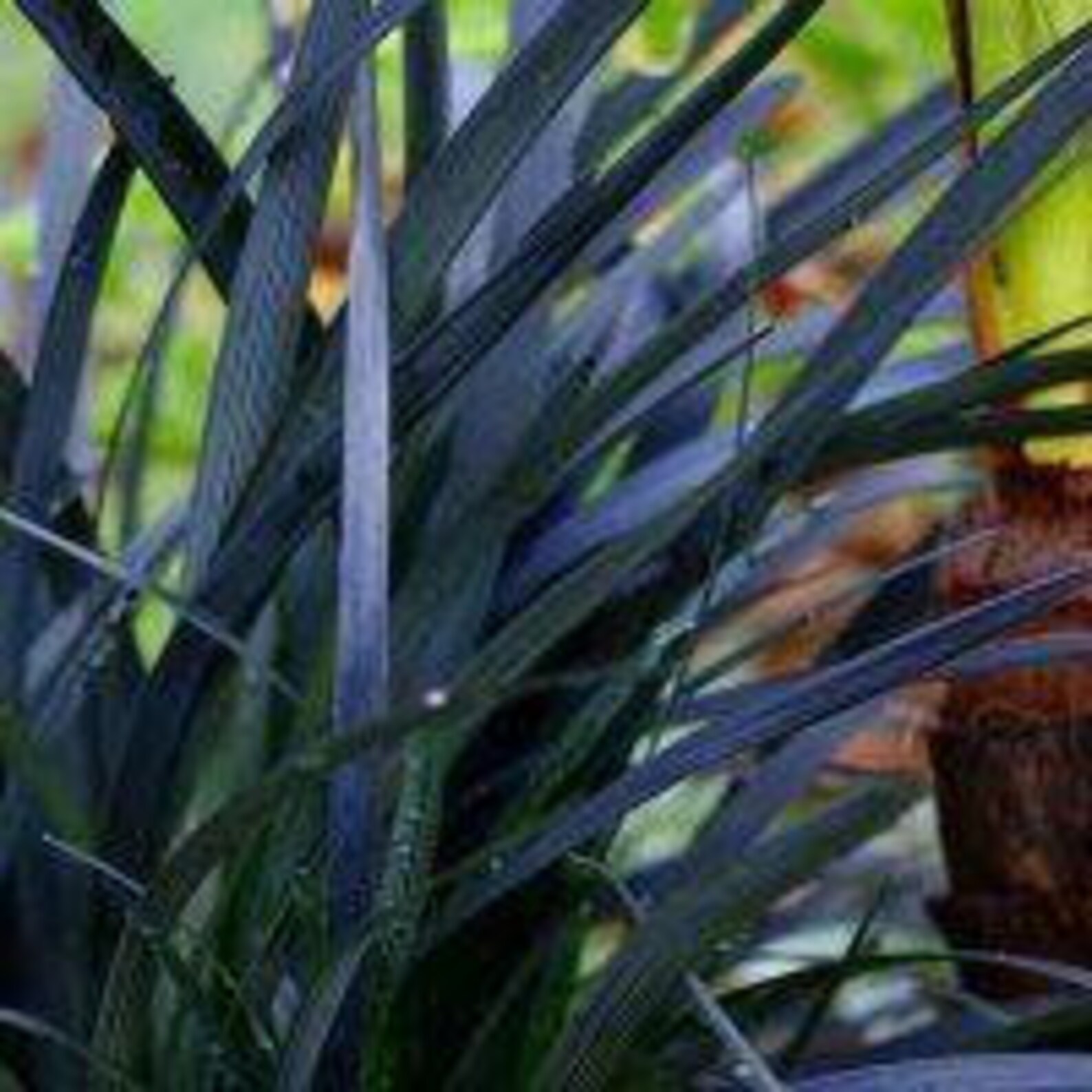 Ophiopogon planiscapus Nigrescens Black Ornamental Grass Etsy