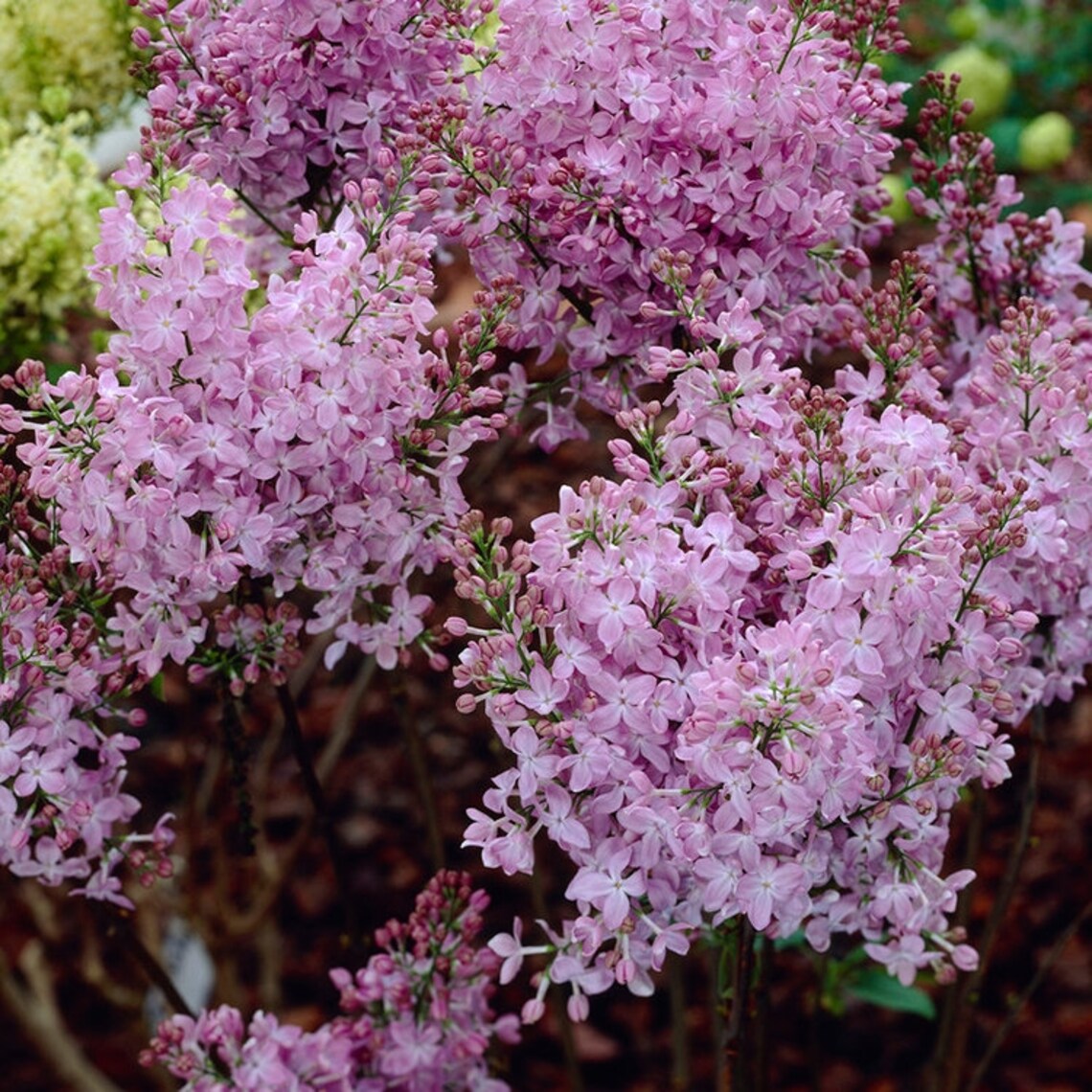 Fragrant Standard Lilac Tree Syringa vulgaris Katherine Etsy