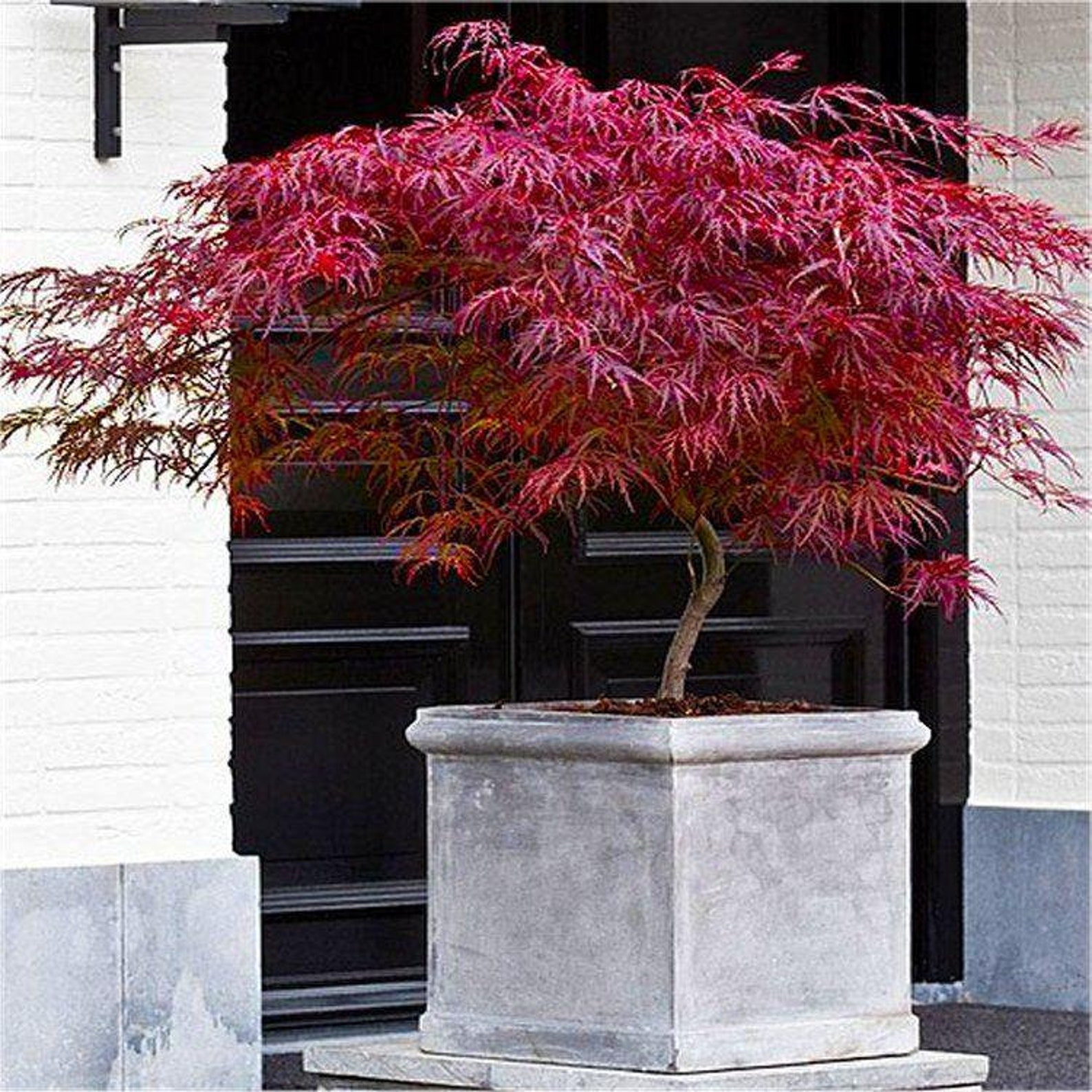 Acer palmatum dissectum Firecracker Japanese Maple Approx. Etsy