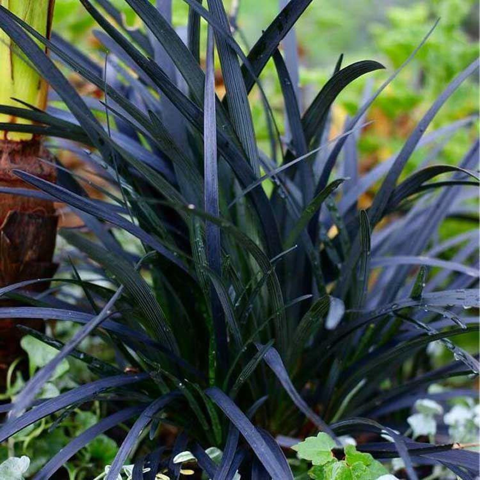 Ophiopogon planiscapus Nigrescens Black Ornamental Grass Etsy
