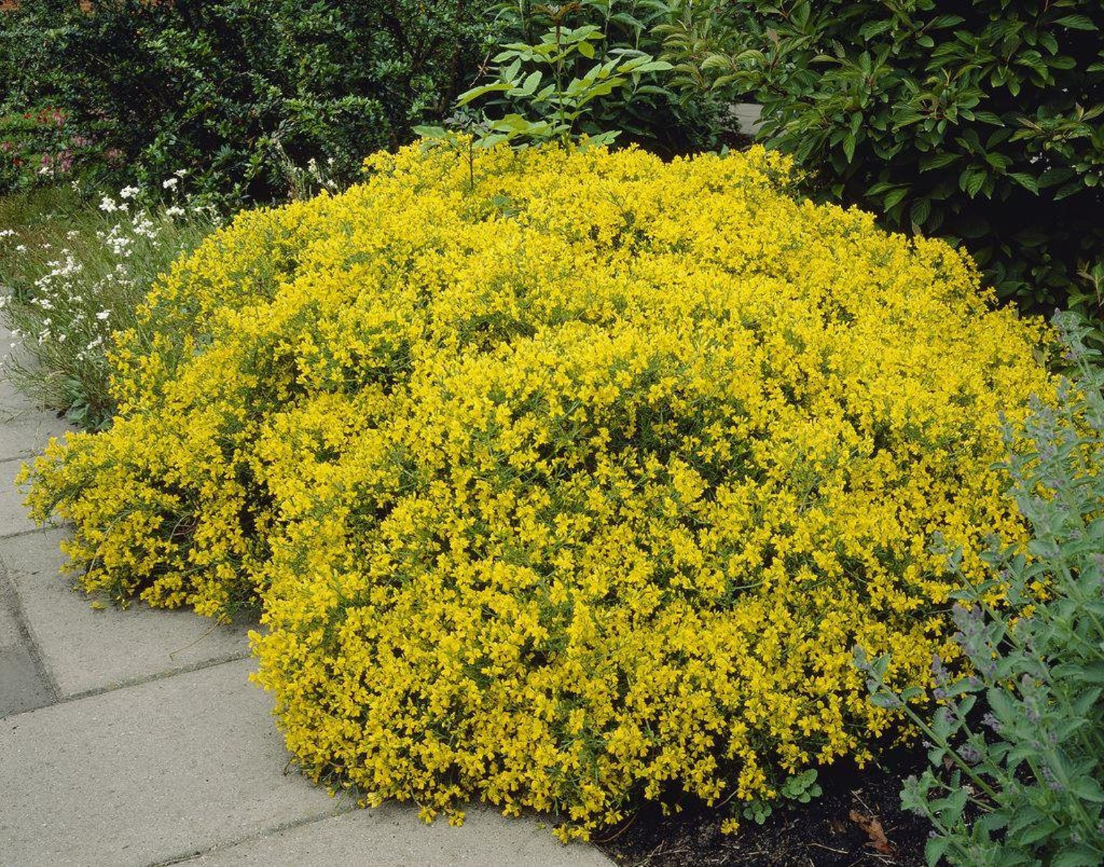 Genista Lydia Hardy Dwarf Broom Approx 34 Litre container Etsy