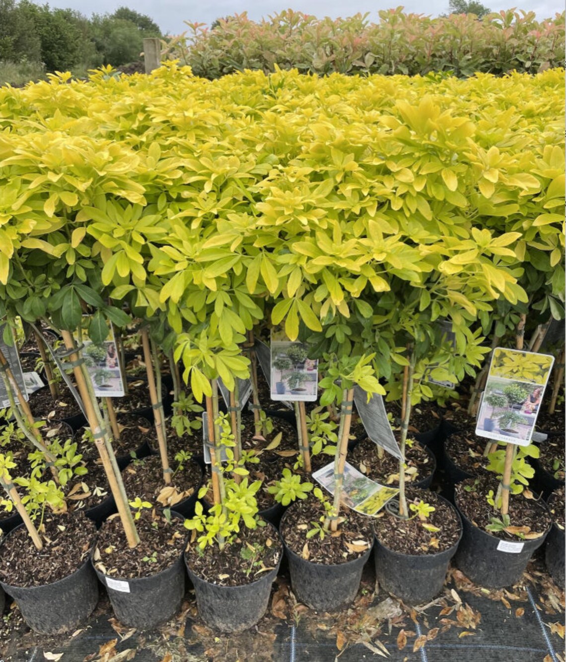 PAIR of Golden Mexican Orange blossom Choisya Trees in white Etsy