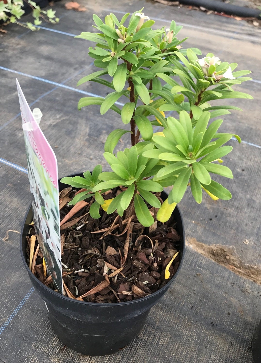 Daphne x transatlantica Eternal Fragrance Fragrant ...